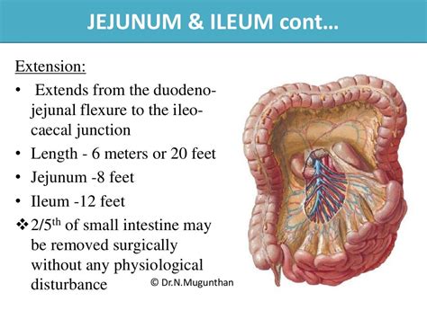 jejunal|meaning of jejunum.